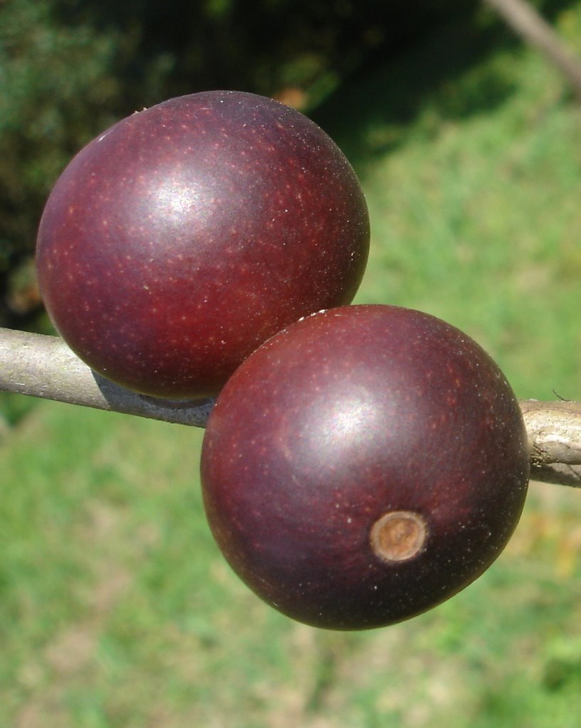 Camu Camu Berry: 250 Times the Vitamin C of an Orange | Juice Health ...